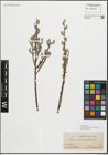 Foto von Salix repens subsp. rosmarinifolia (L.) Andersson